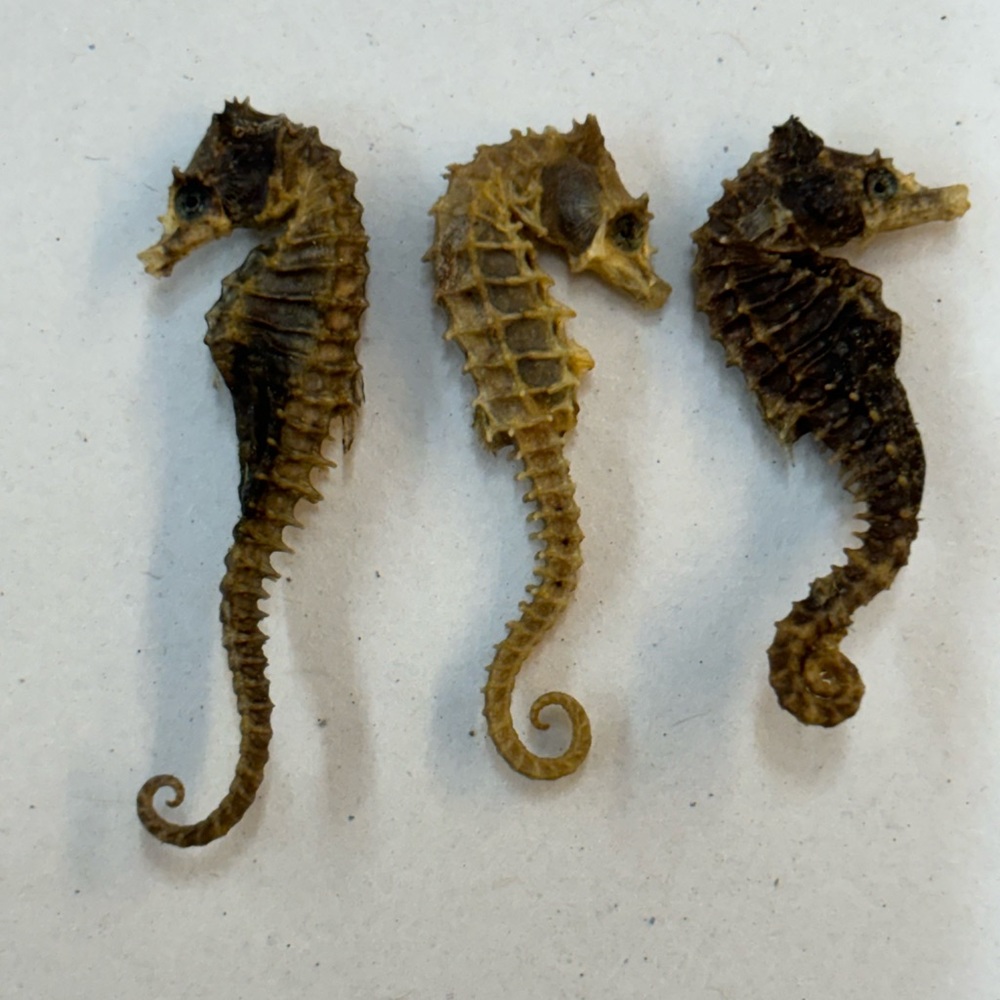 Set of 3 vintage REAL dried seahorses.